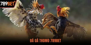 đá gà thomo 789 bet