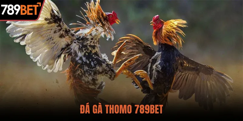 đá gà thomo 789 bet